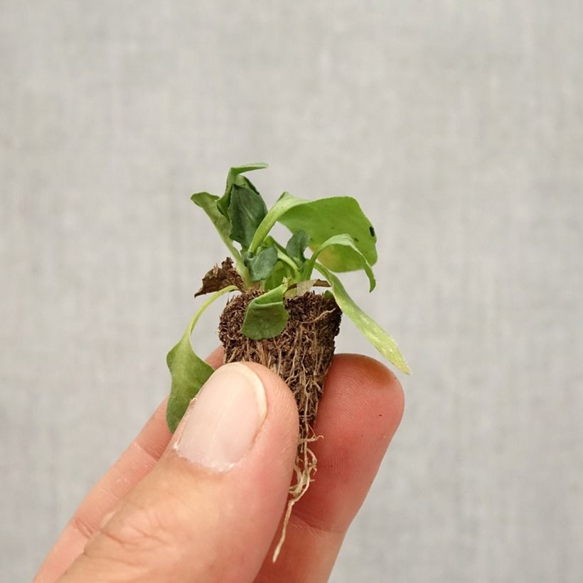Example of Pâquerette Tasso Strawberries & Cream Mini-motte - Mottes de 3,8 x 3,2 cm en plaque de culture par 16 - Bellis Perennis Minimotte : motte 2,2 cm x 2 cm en plaque de culture par 35 as you get in automne