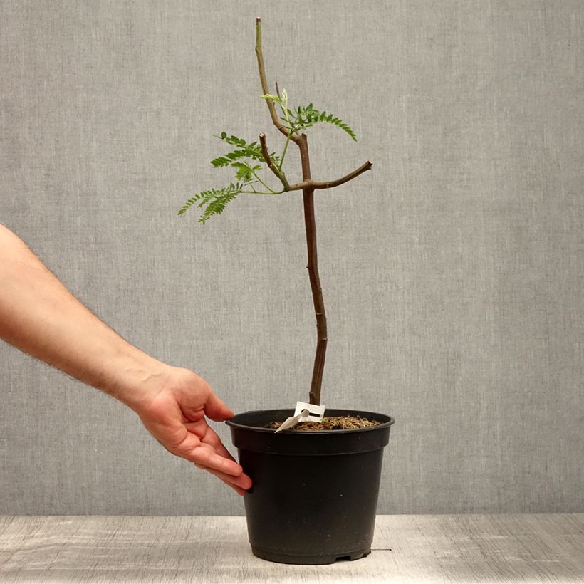 Example of Paraserianthes lophantha - Acacia du Cap Pot de 4L/5L as you get in ete