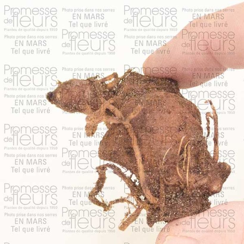 Example of Paris polyphylla Bulbe as you get