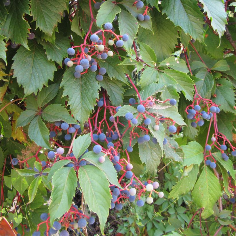 Vigne vierge - Parthenocissus quinquefolia (Foliage)