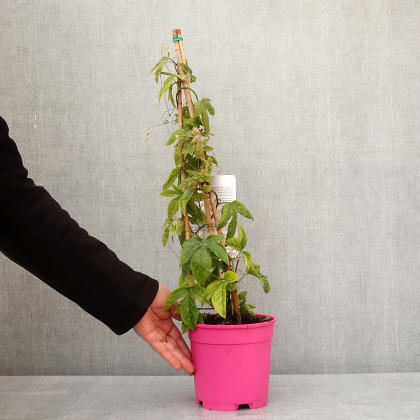 Example of Passiflore Michael - Fleur de la Passion Pot de 2L/3L as you get in hiver