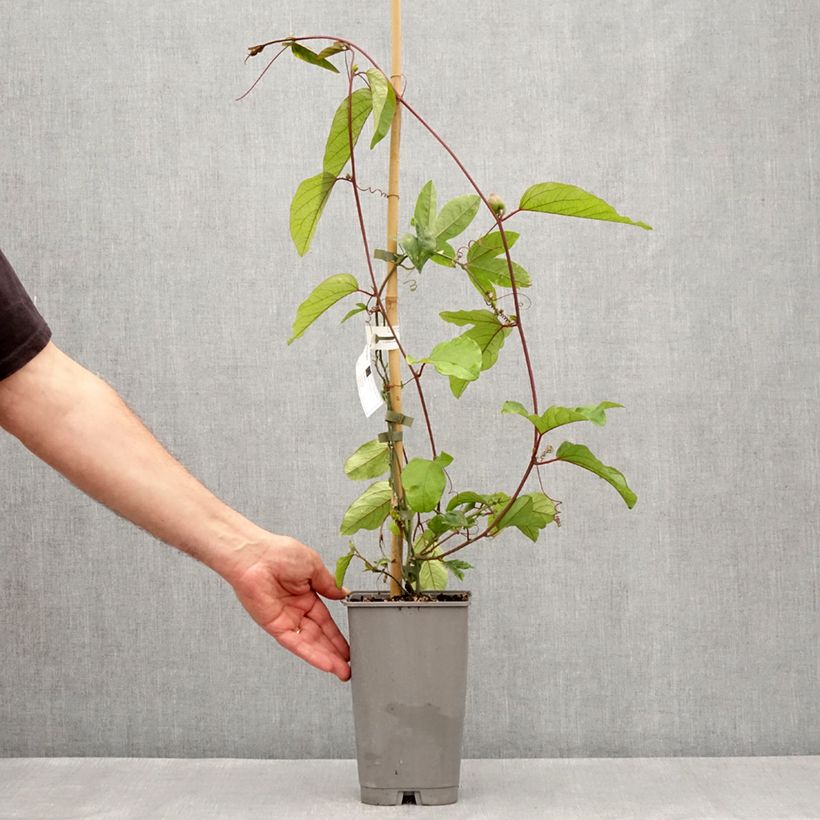 Example of Passiflore - Passiflora Impératrice Eugénie Pot de 3L/4L as you get in printemps