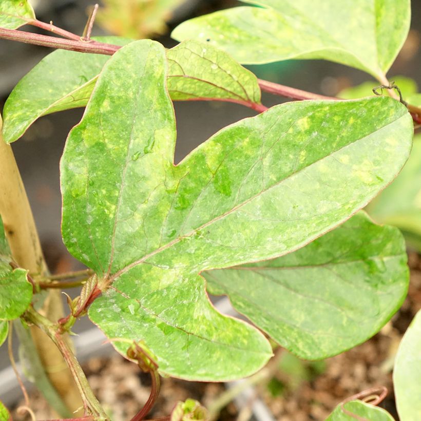 Passiflore - Passiflora Impératrice Eugénie (Foliage)