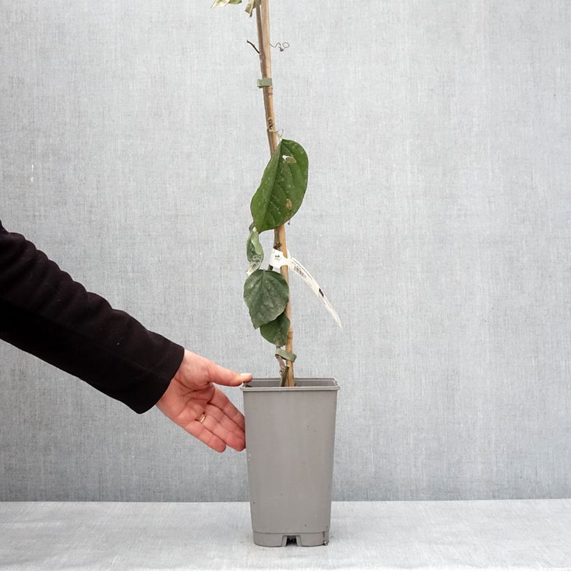 Example of Passiflore quadrangularis - Barbadine Pot de 3L/4L as you get in hiver