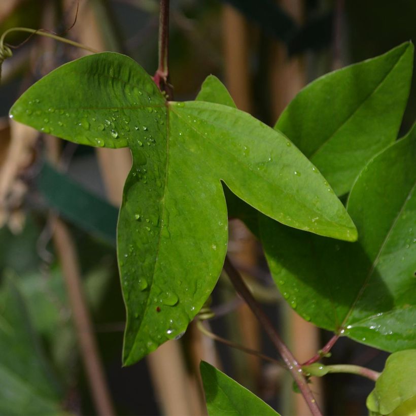 Passiflore Perfume Passion (Foliage)
