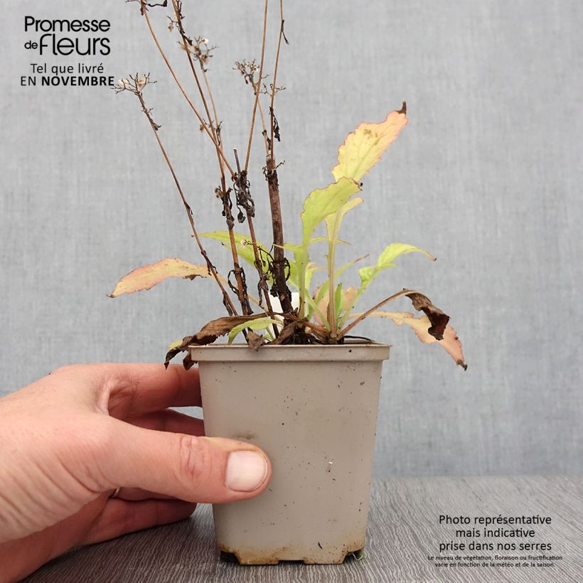 Example of Patrinia monandra Godet de 8/9 cm as you get in automne