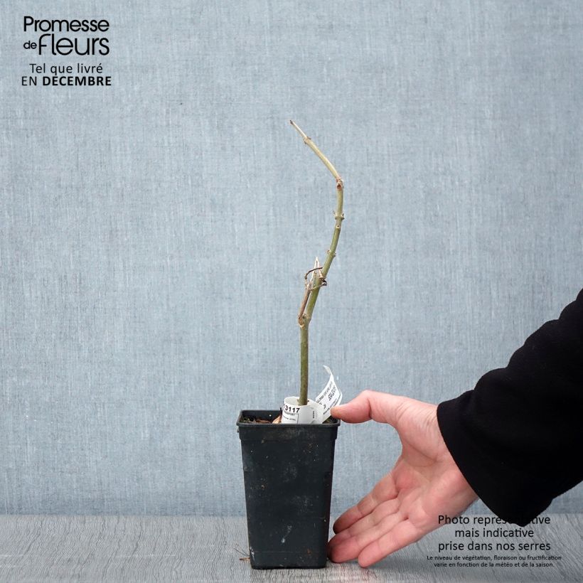 Example of Paulownia fortunei April Light - Arbre du dragon Pot de 1L/1,5L as you get in automne