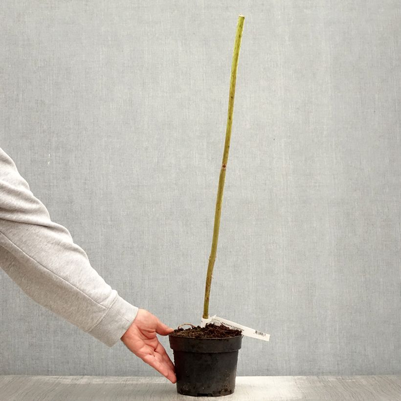 Example of Paulownia tomentosa - Arbre impérial Pot de 2L/3L as you get in automne