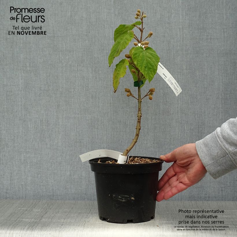 Example of Paulownia tomentosa Hulsdonk - Arbre impérial Pot de 3L/4L as you get in automne