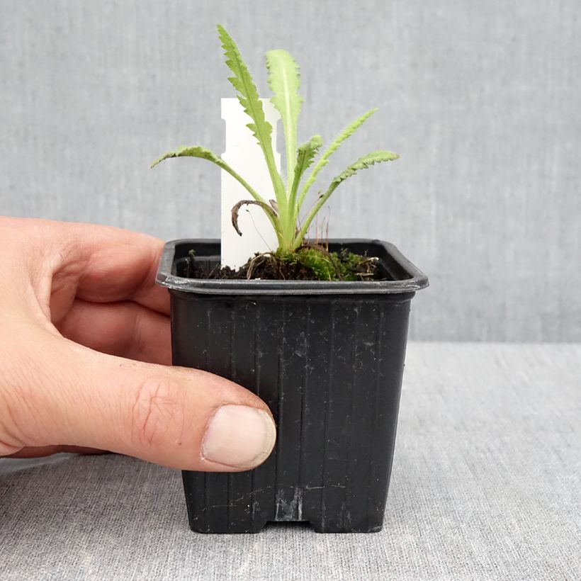Example of Pavot d'Orient Marlène - Papaver orientale Godet de 8/9 cm as you get in printemps