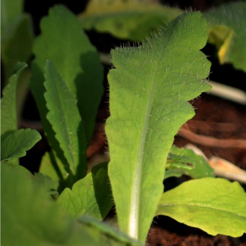 Pavot d'Orient Beauty of Livermere - Papaver orientale (Foliage)