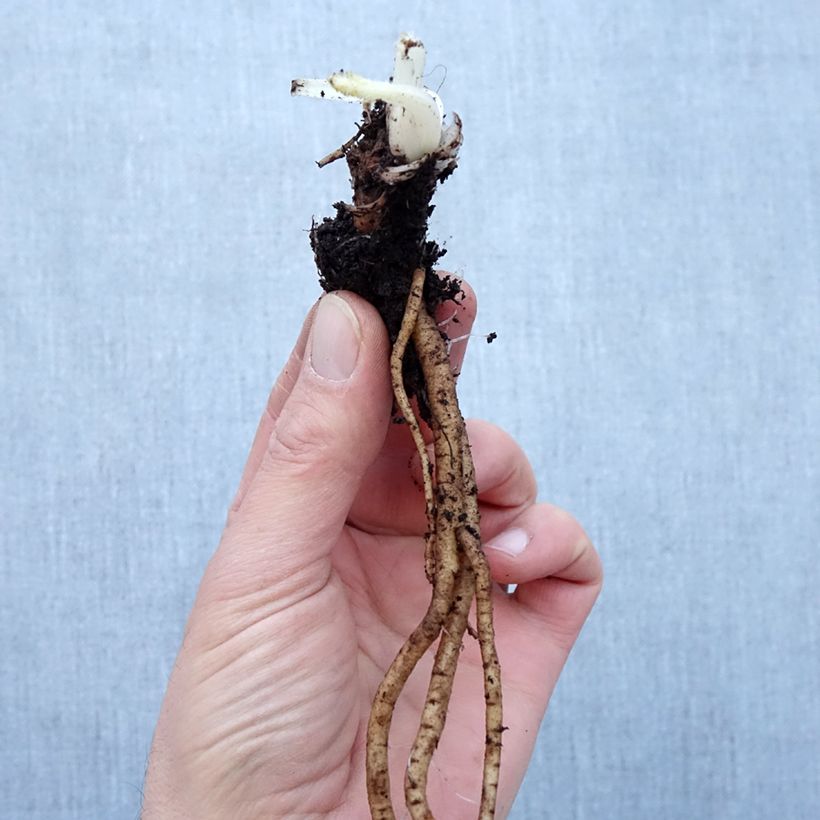 Example of Pavot d'Orient Royal Chocolate Distinction - Papaver orientale Petites Racines nues as you get in hiver