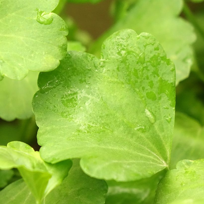 Pelargonium acetosum - Géranium botanique  (Foliage)