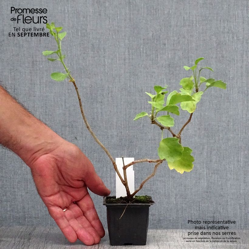 Example of Pelargonium acetosum - Géranium botanique  Godet de 8/9 cm as you get in automne