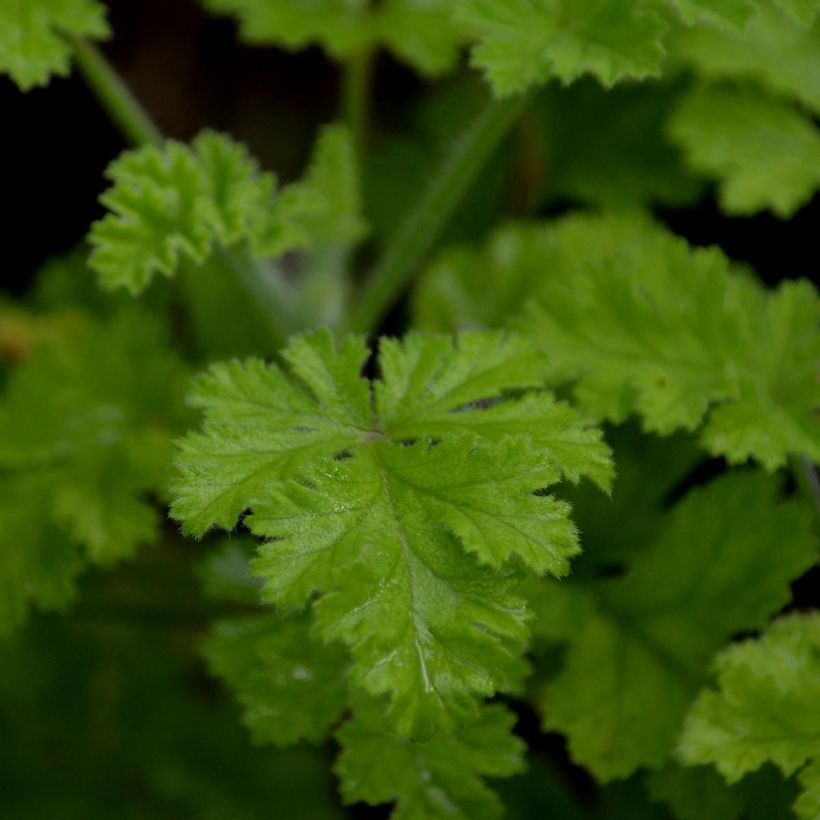 Pelargonium - Géranium parfumé Concolor Lace en pot (Foliage)