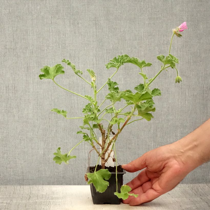 Example of Pelargonium odorant Pink Capricorn - Géranium parfum rose coriandre Godet de 8/9 cm as you get in ete
