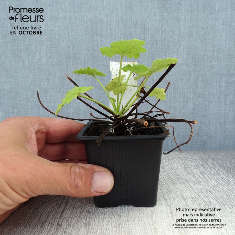 Example of Pelargonium odorant pseudoglutinosum - Géranium botanique parfum balsamique Godet de 8/9 cm as you get in automne
