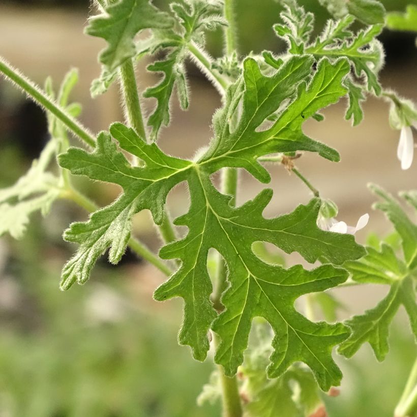 Pelargonium odorant White Graveolens - Géranium à forte odeur (Foliage)