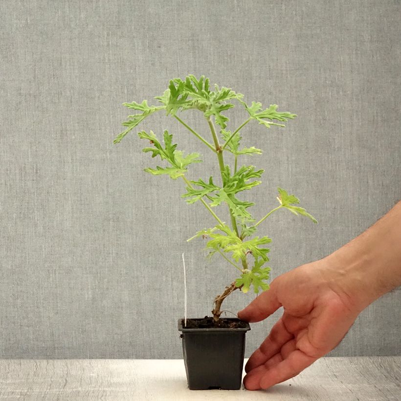 Example of Pelargonium odorant White Graveolens - Géranium à forte odeur Godet de 8/9 cm as you get in ete