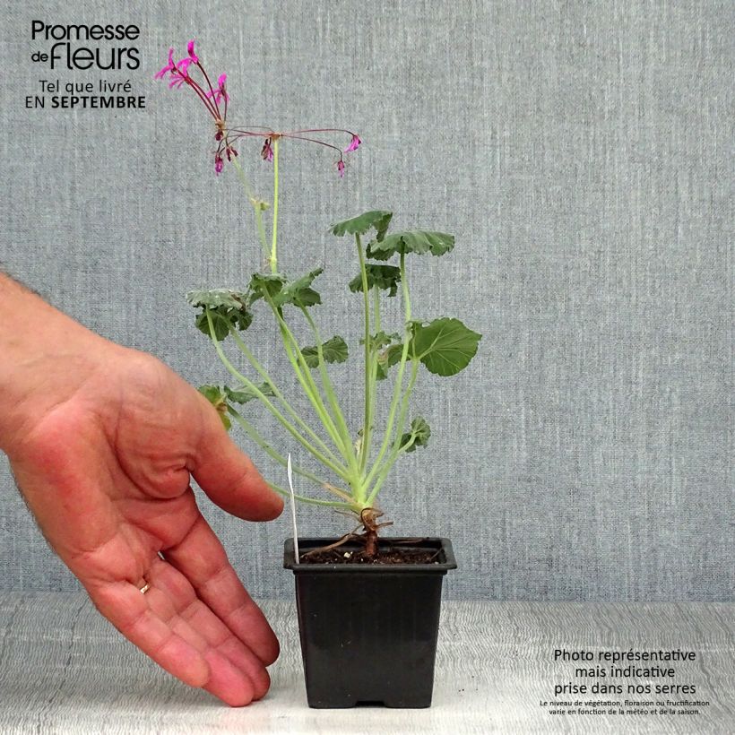 Example of Pelargonium reniforme - Géranium botanique Godet de 8/9 cm as you get in automne