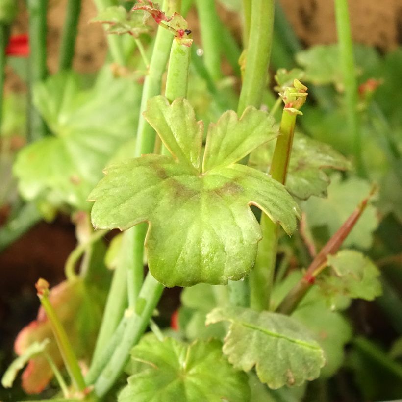 Pelargonium tetragonum - Géranium botanique (Foliage)