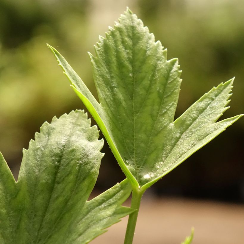Pelargonium tricuspidatum - Géranium botanique (Foliage)