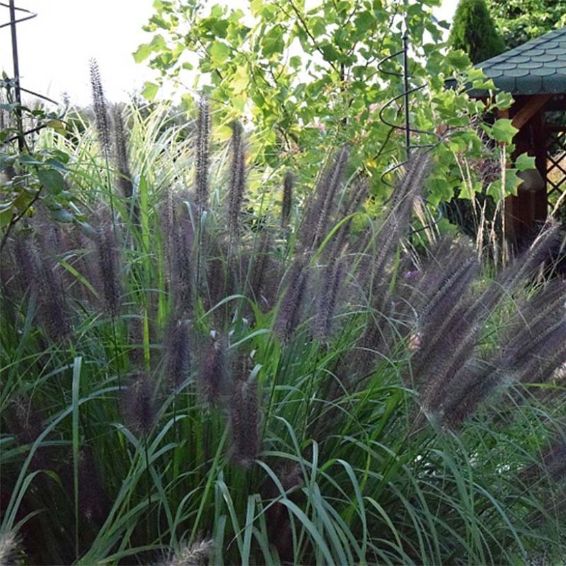 Pennisetum alopecuroides Black Beauty - Herbe aux écouvillons (Flowering)