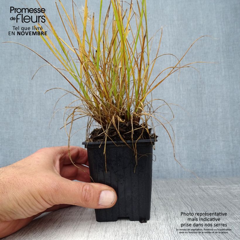 Example of Pennisetum alopecuroides Hameln Gold - Herbe aux écouvillons dorée. Godet de 8/9 cm as you get in automne