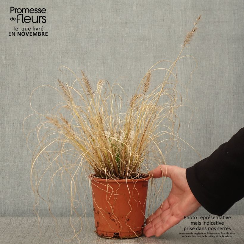Example of Pennisetum alopecuroides Hameln Gold - Herbe aux écouvillons dorée. Pot de 1L/1,5L as you get in automne