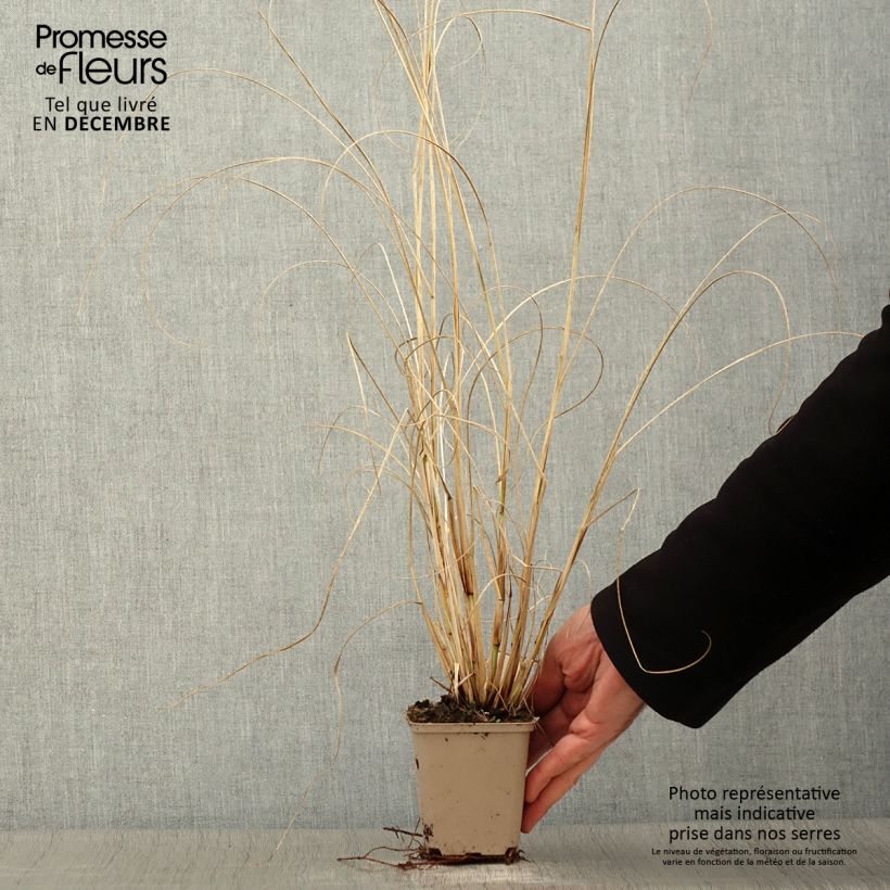Example of Pennisetum alopecuroides Herbstzauber, Herbe aux écouvillons Godet de 8/9 cm as you get in automne