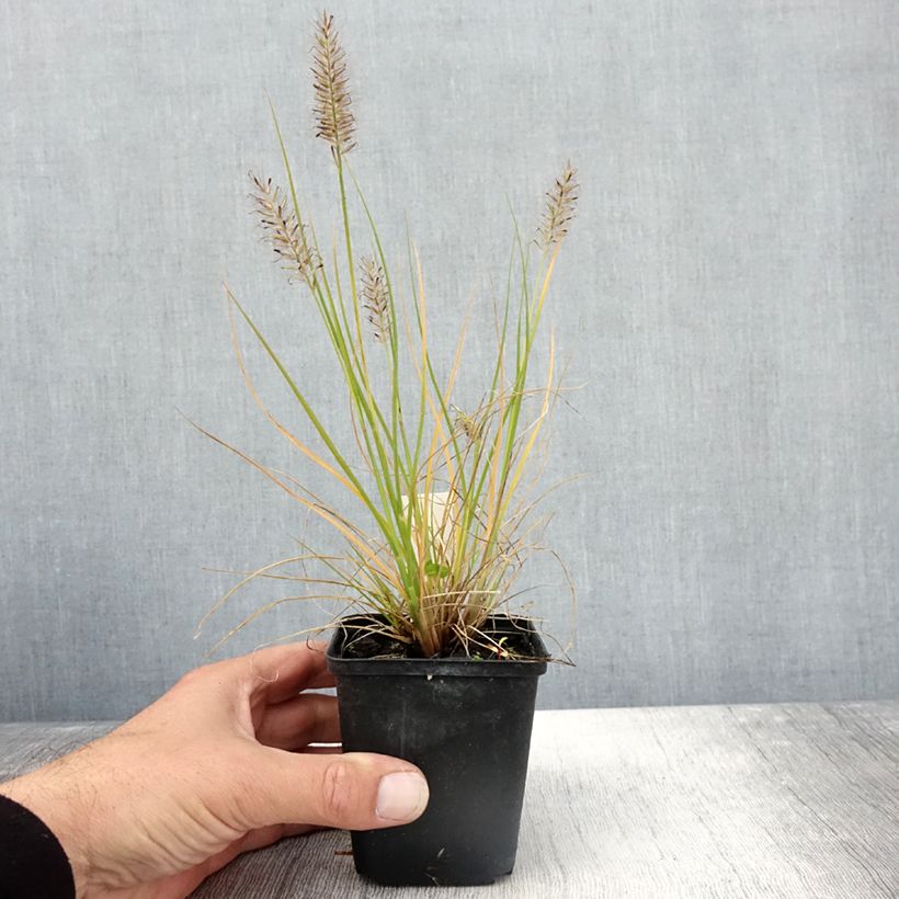 Example of Pennisetum alopecuroides Lumen Gold - Herbe aux écouvillons Godet de 8/9 cm as you get in automne