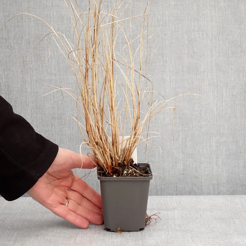 Example of Pennisetum alopecuroides Piglet - Herbe aux écouvillons Godet de 8/9 cm as you get in hiver