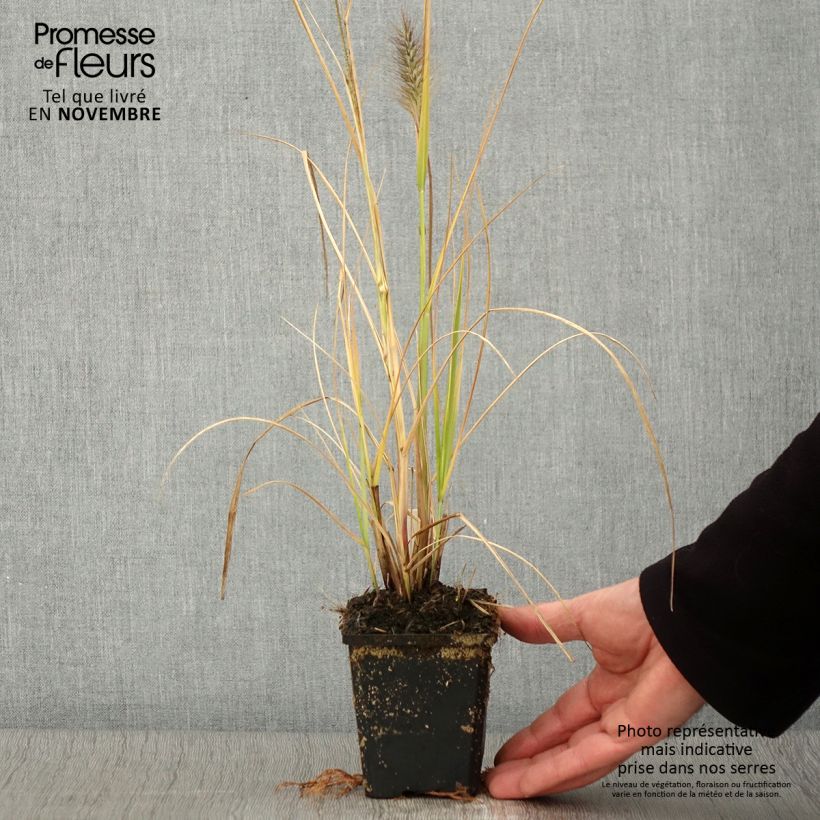 Example of Pennisetum alopecuroides Red Head - Herbe aux écouvillons Godet de 8/9 cm as you get in automne