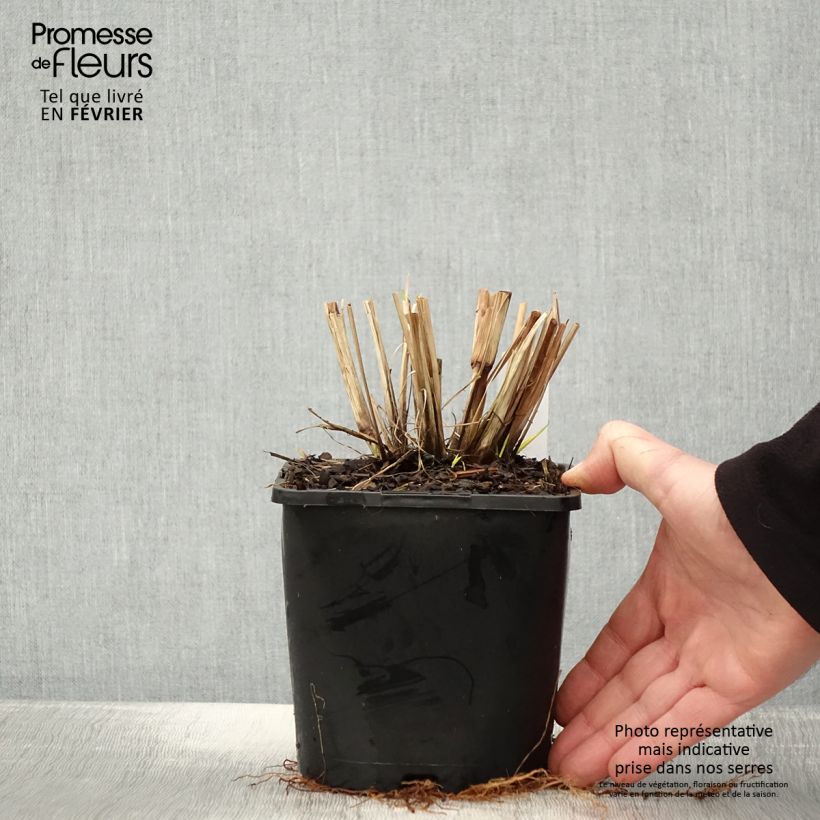 Example of Pennisetum alopecuroides Red Head - Herbe aux écouvillons Pot de 2L/3L as you get in hiver