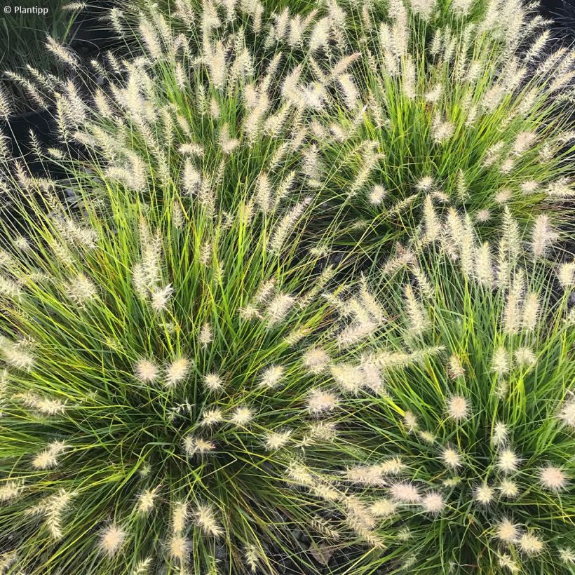 Pennisetum alopecuroides Lumen Gold - Herbe aux écouvillons (Flowering)