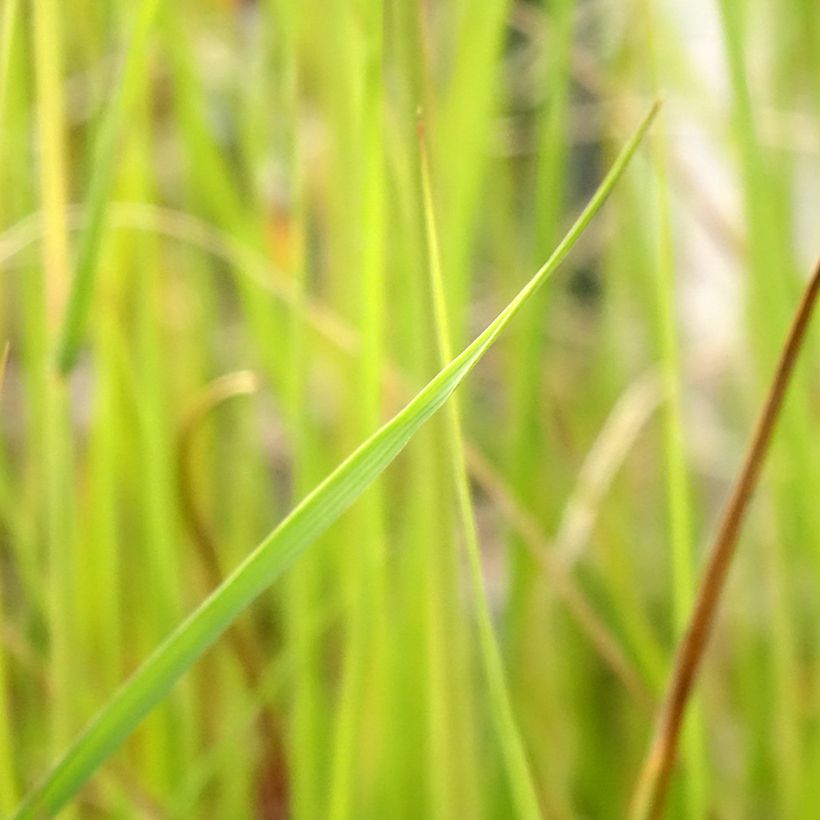 Pennisetum macrourum - Herbe aux écouvillons (Foliage)