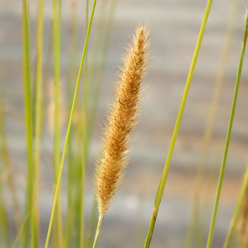 Pennisetum macrourum - Herbe aux écouvillons (Flowering)