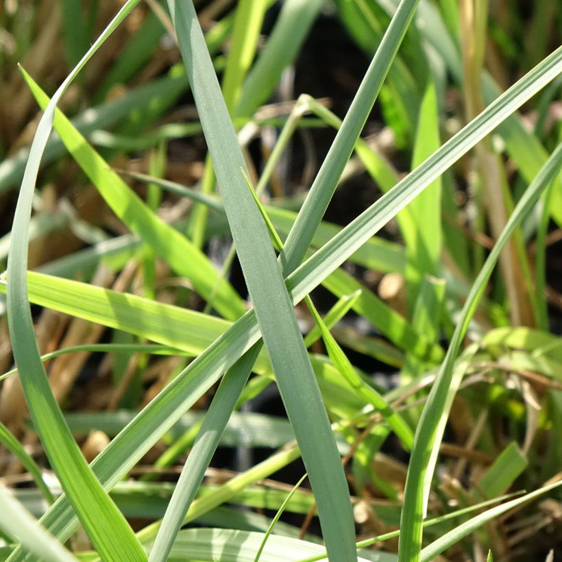 Pennisetum macrourum White Lancer - Herbe aux écouvillons (Foliage)