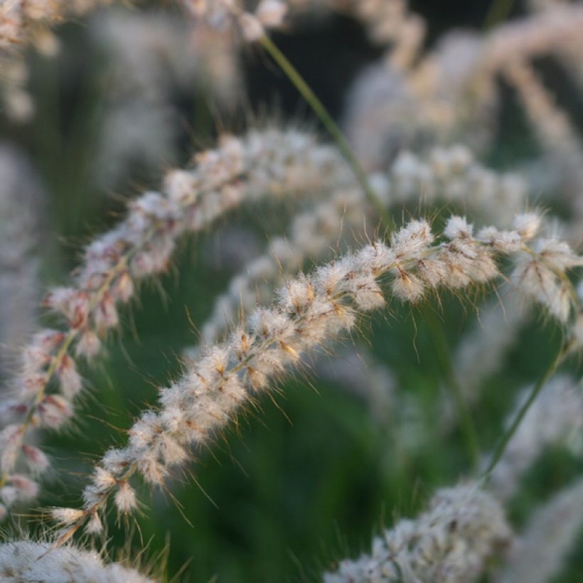 Pennisetum orientale Tall Tails - Herbe aux écouvillons blanc argenté (Flowering)