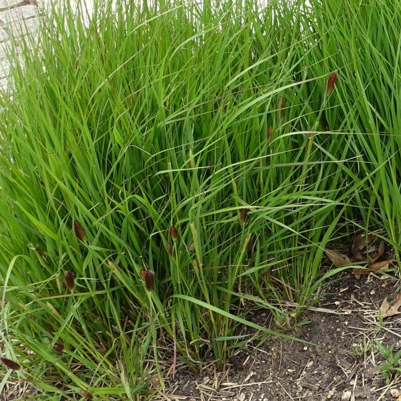 Pennisetum thunbergii - Herbe aux écouvillons pourpres (Plant habit)