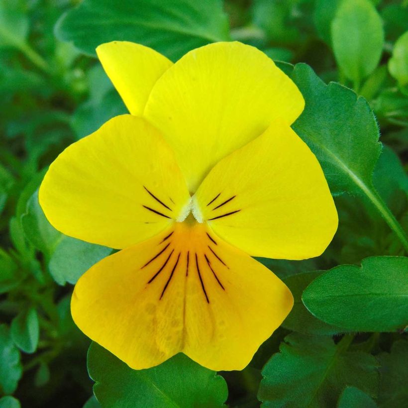 Pensée retombante Cool Wave Golden Yellow mini-mottes - Viola wittrockiana (Flowering)