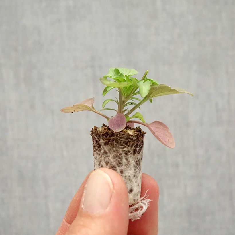 Example of Pensée retombante Cool Wave® Frost Mini-motte - Viola wittrockiana  Mini-motte Ø 1,5/2,5 cm as you get in automne
