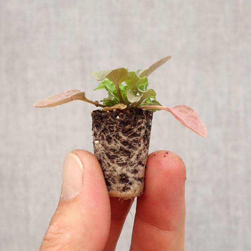 Example of Pensée retombante STRAWBERRY SWIRL Mini-motte Mini-motte Ø 3/4 cm as you get in automne
