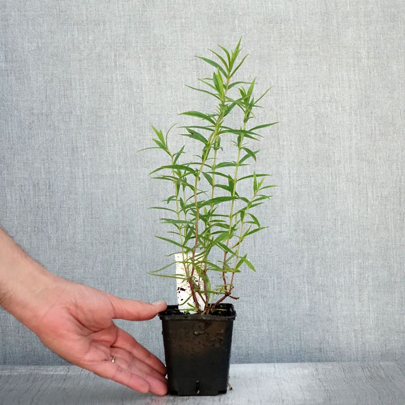 Example of Penstemon Apple Blossom - Galane Godet de 8/9 cm as you get in automne