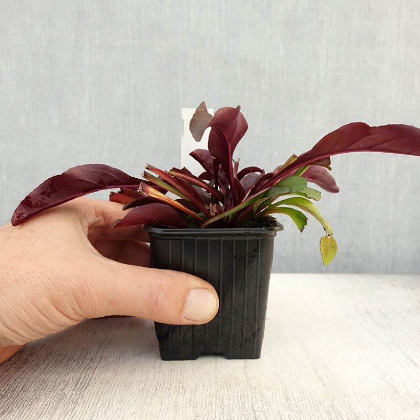 Example of Penstemon digitalis Dakota Burgundy Godet de 8/9 cm as you get in automne