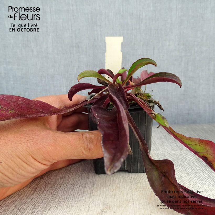 Example of Penstemon digitalis Dakota Verde Godet de 8/9 cm as you get in automne