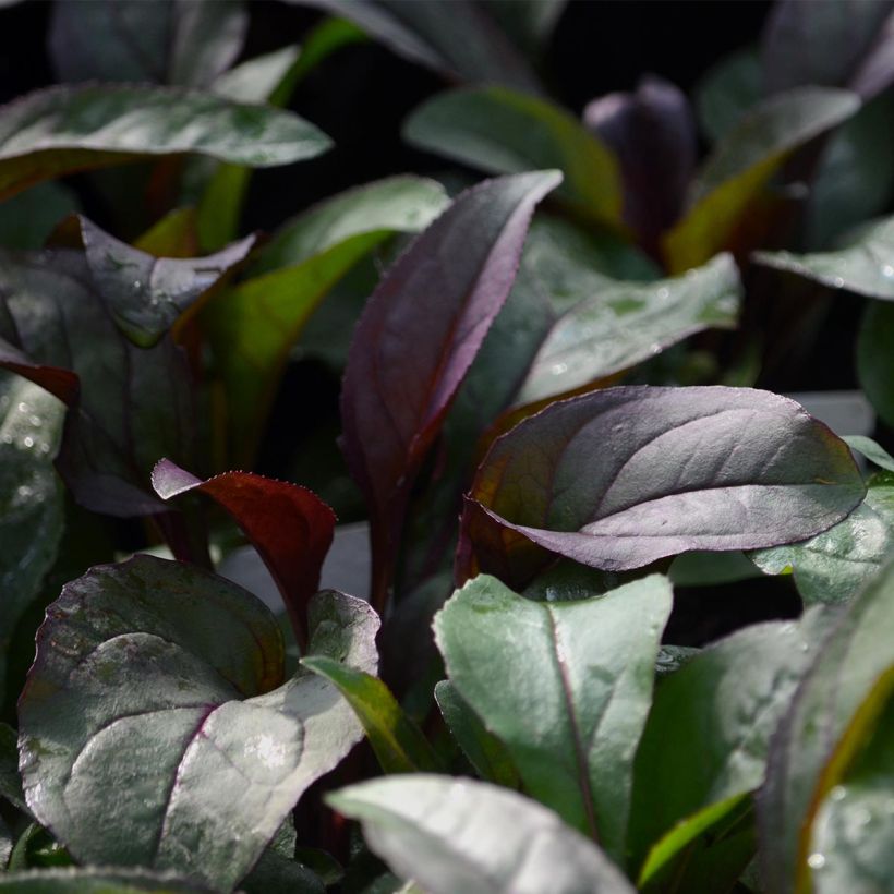 Penstemon hybride Husker Red - Galane (Foliage)