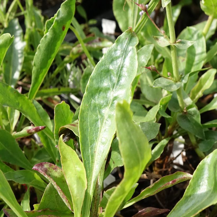 Penstemon eatonii - Penstémon d'Eaton, galane (Foliage)