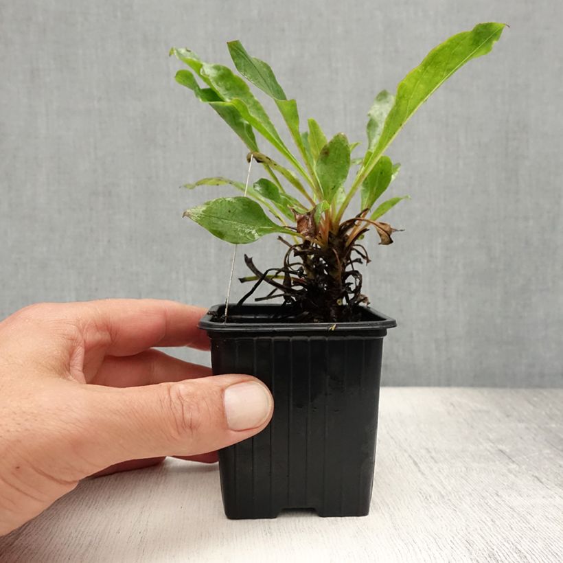 Example of Penstemon eatonii - Penstémon d'Eaton, galane Godet de 8/9 cm as you get in ete