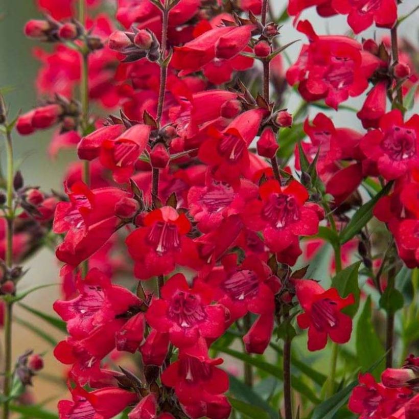 Penstemon Harlequin Red - Galane (Flowering)